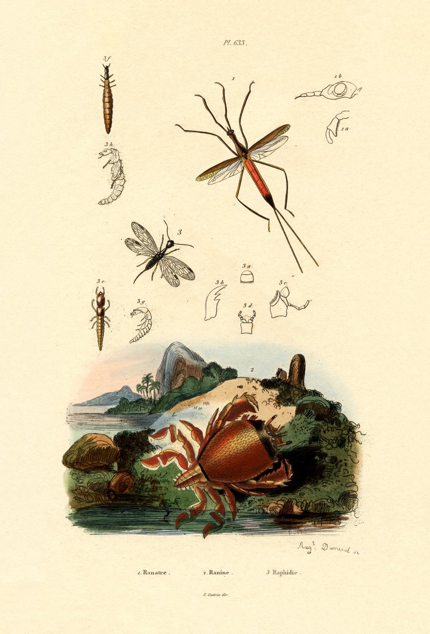 Chinche de aguja, 1833-39 de French School