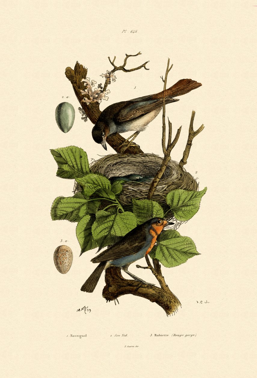 Ruiseñor, 1833-39 de French School