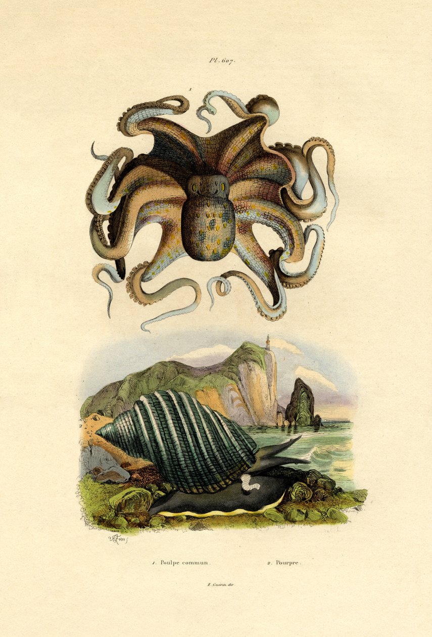 Pulpo de French School
