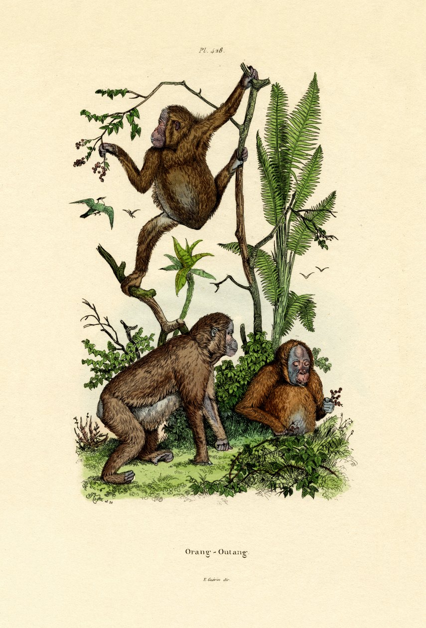 Orangután de French School