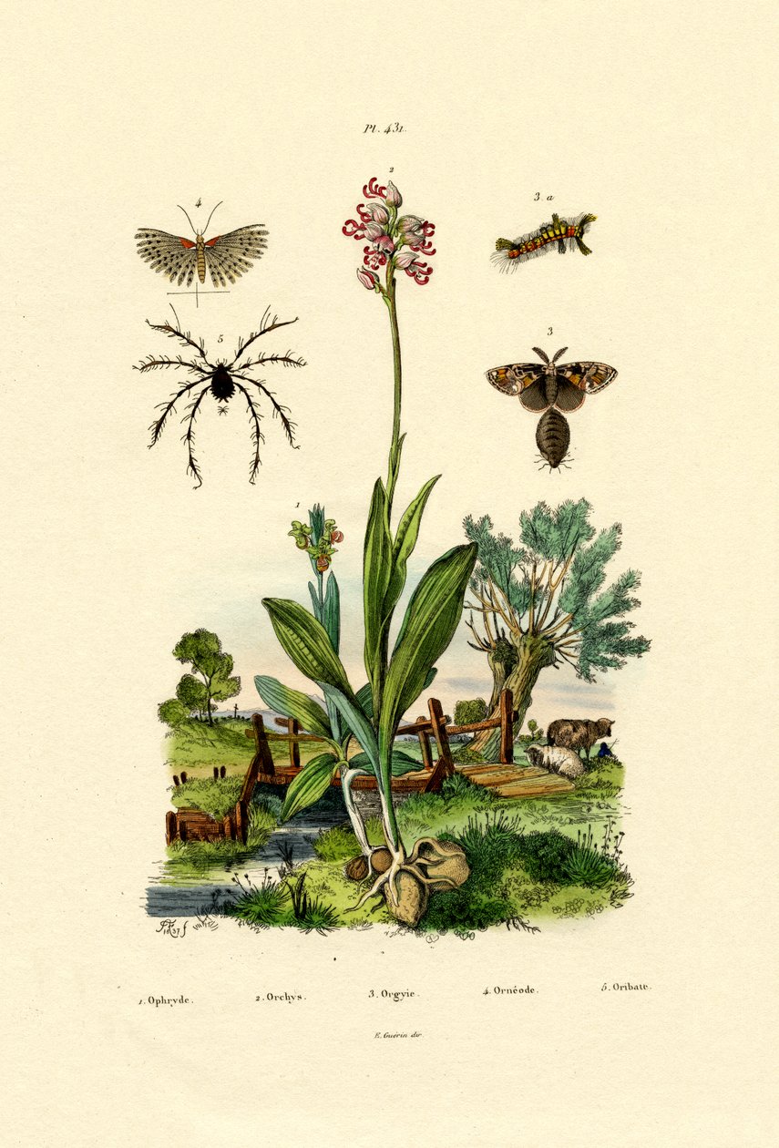 Orquídea de French School