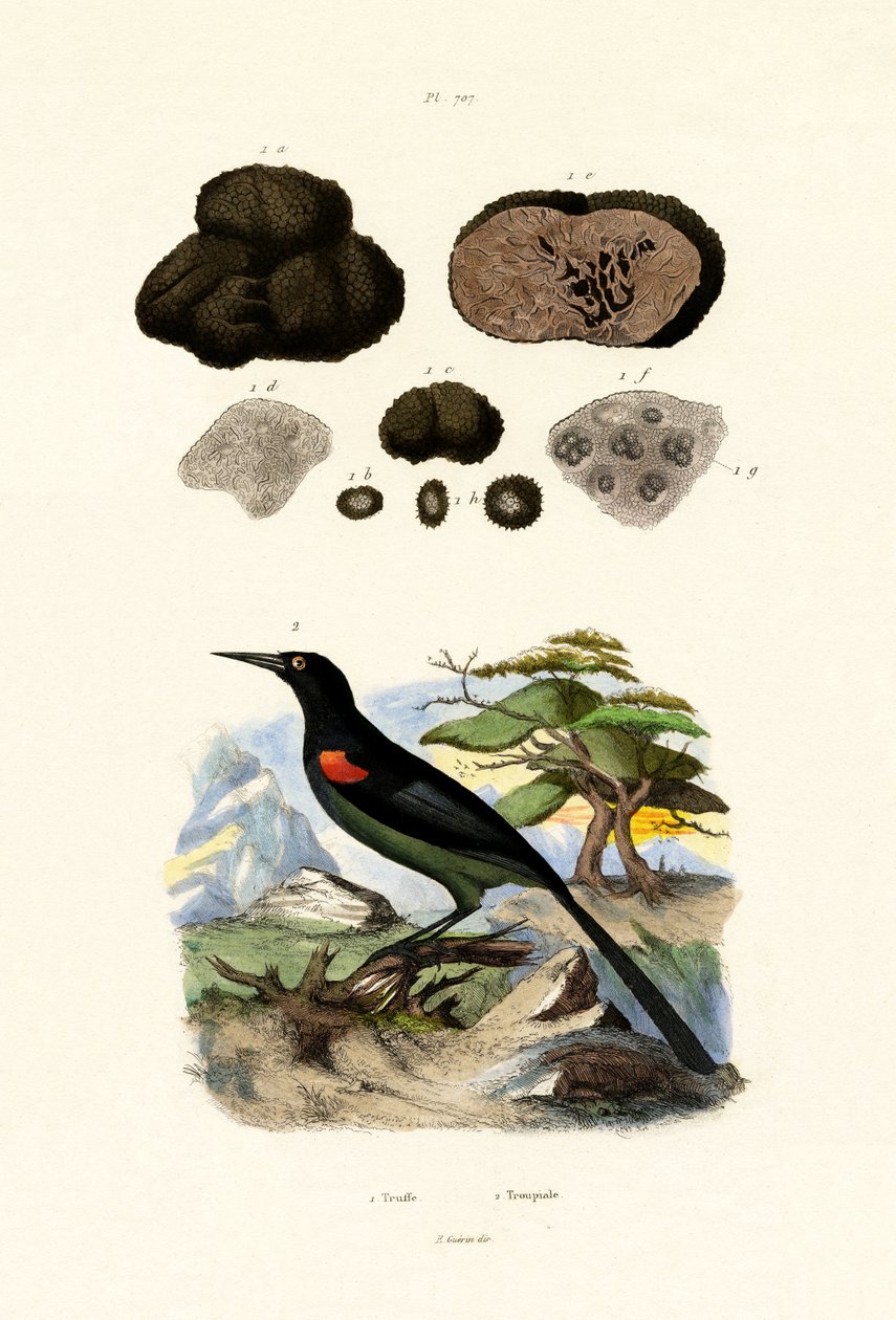 Oriol, 1833-39 de French School