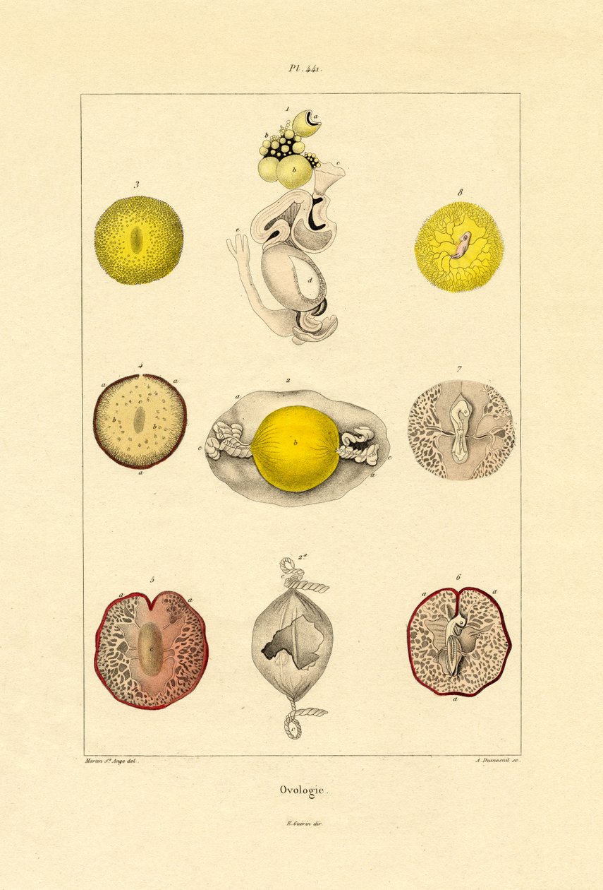 Ovología de French School