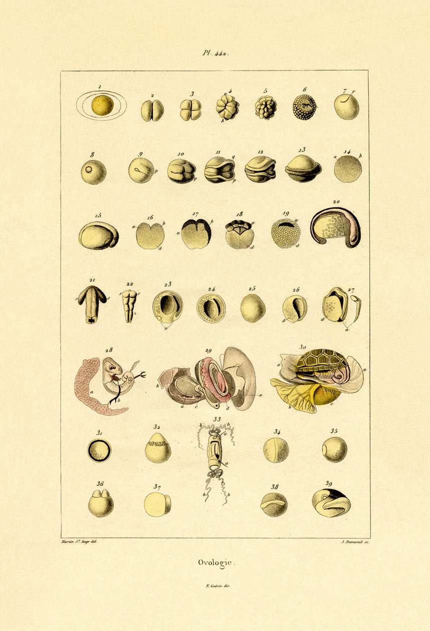 Ovología de French School