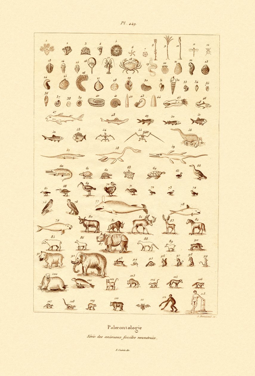 Paleontología de French School