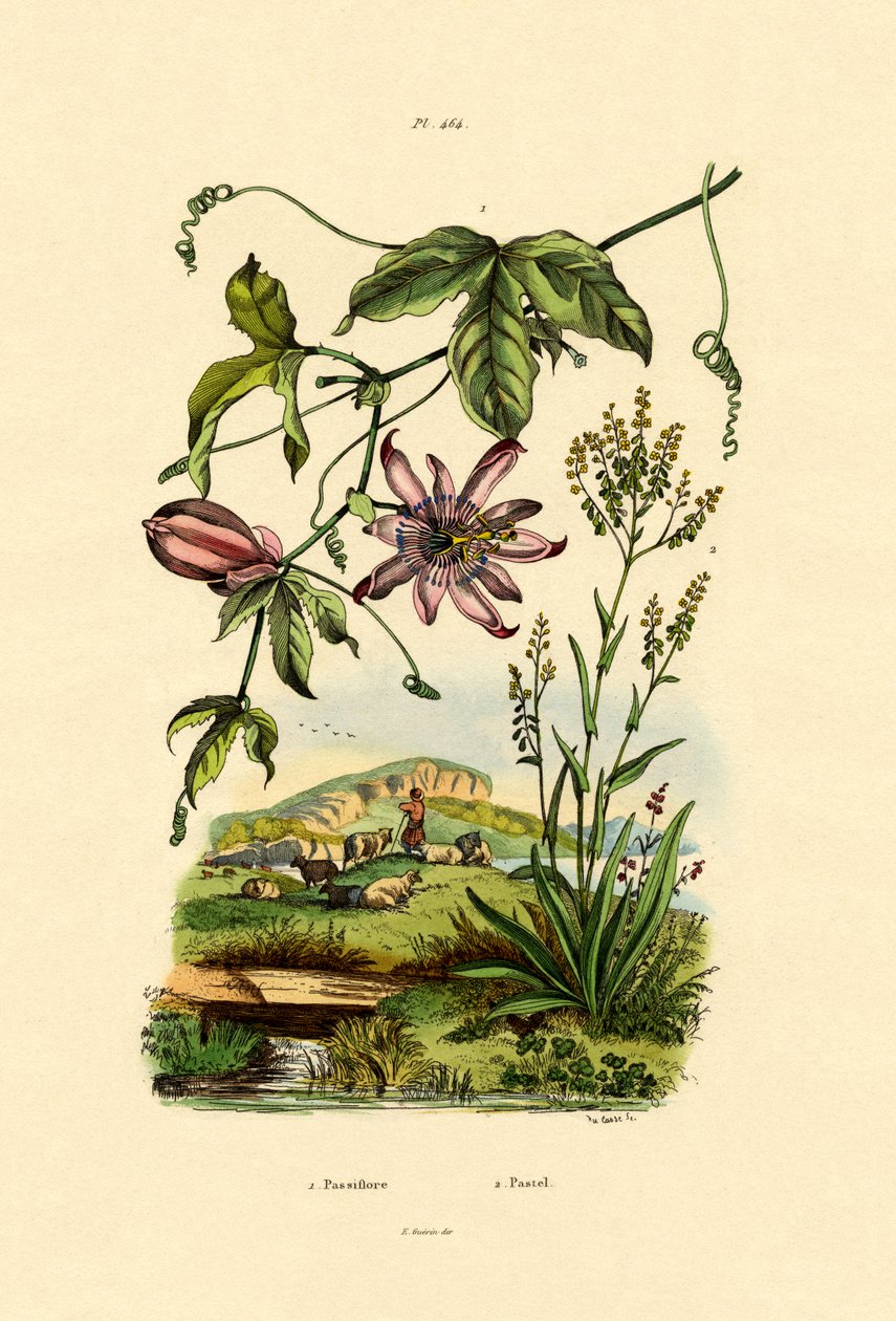 Flor de la Pasión de French School