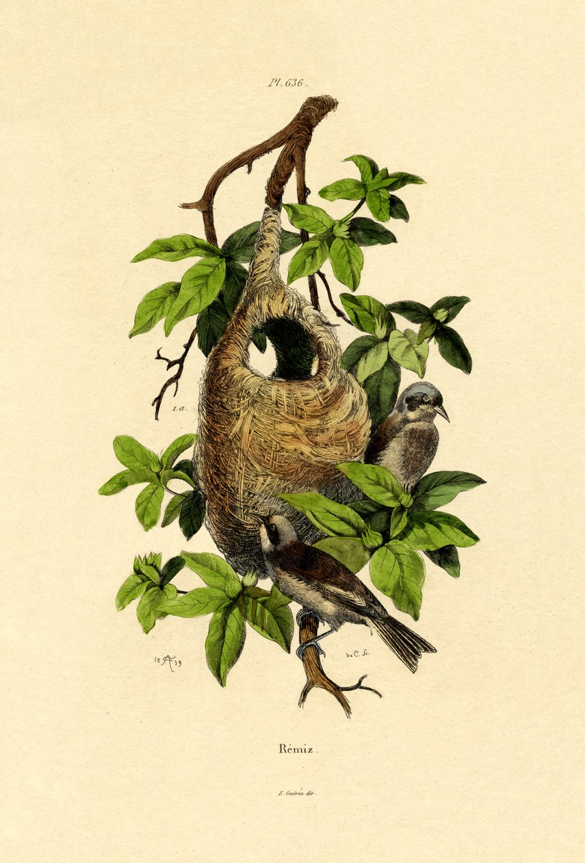 Pájaro péndulo, 1833-39 de French School