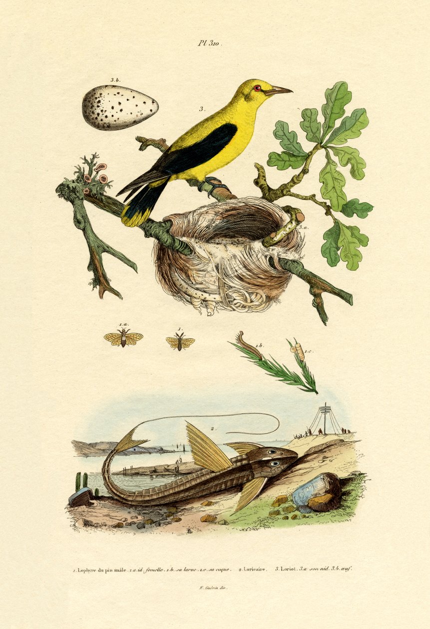 Mosca de la Sierra del Pino de French School