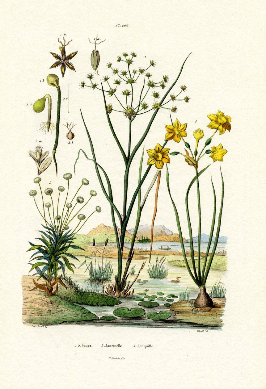 Eriocaulon de French School