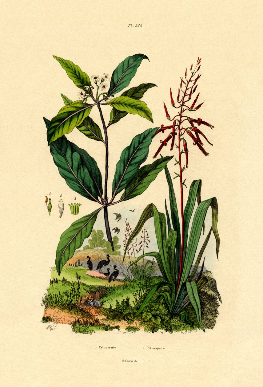Pittosporum de French School