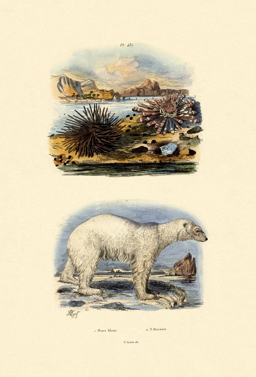 Oso Polar de French School