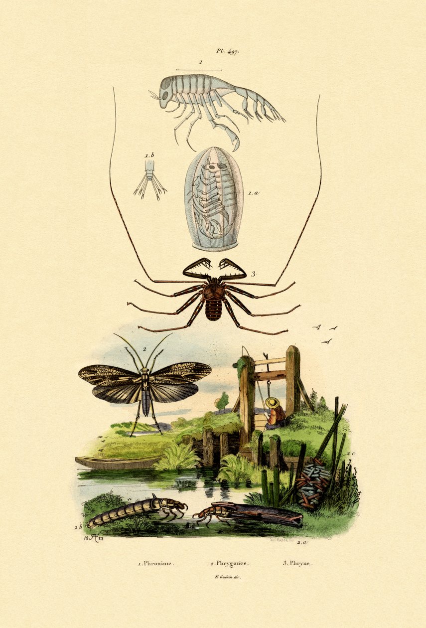 Anfípodo de cochecito de bebé, 1833-39 de French School