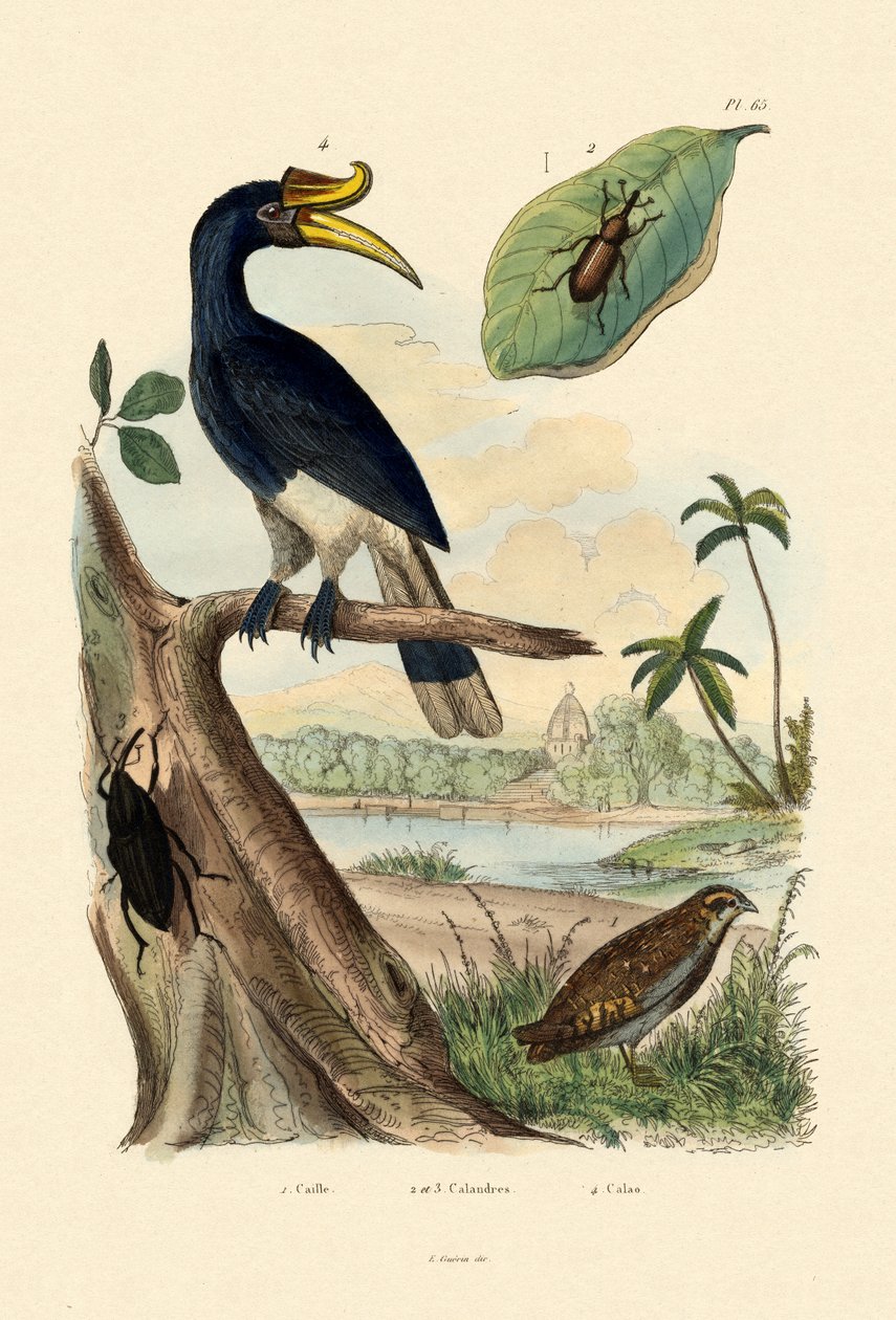 Codorniz, 1833-39 de French School