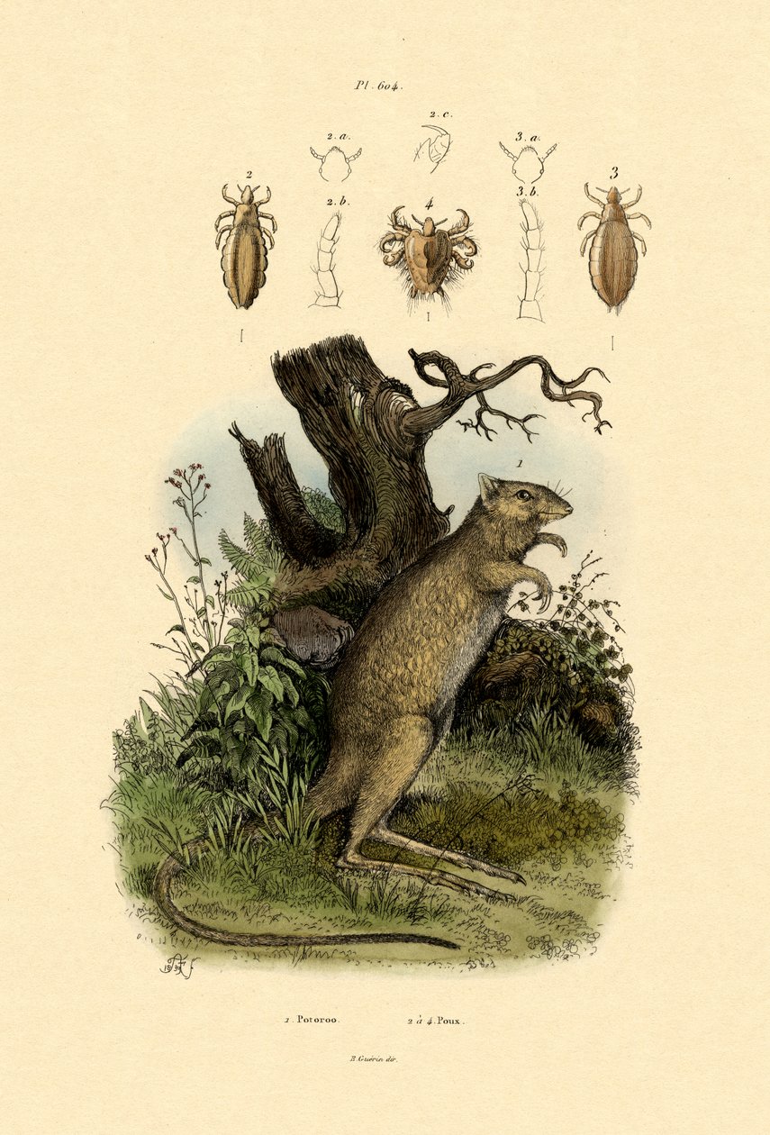 Rata-canguro, 1833-39 de French School