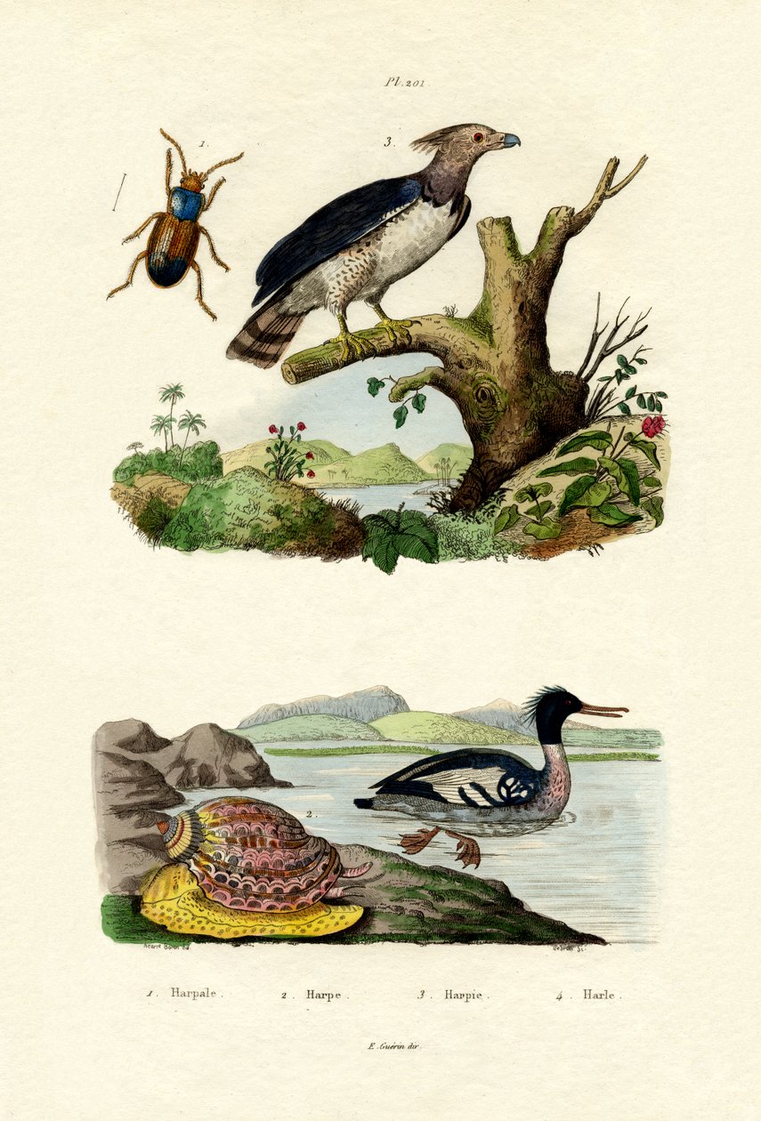 Serreta mediana, 1833-39 de French School
