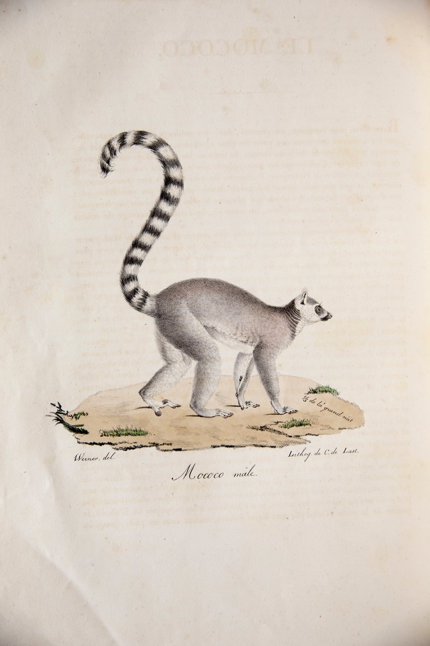 Lemur de cola anillada, de Histoire Naturelle des Mammifères, con figuras originales, por Étienne Geoffroy Saint-Hilaire y Frédéric Cuvier, 1824-42 de French School