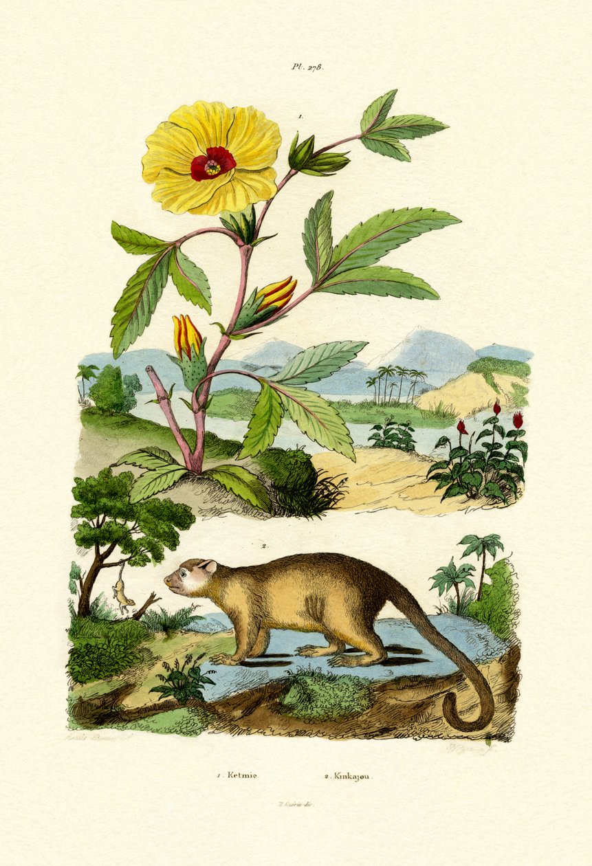 Rosa de Sharon de French School