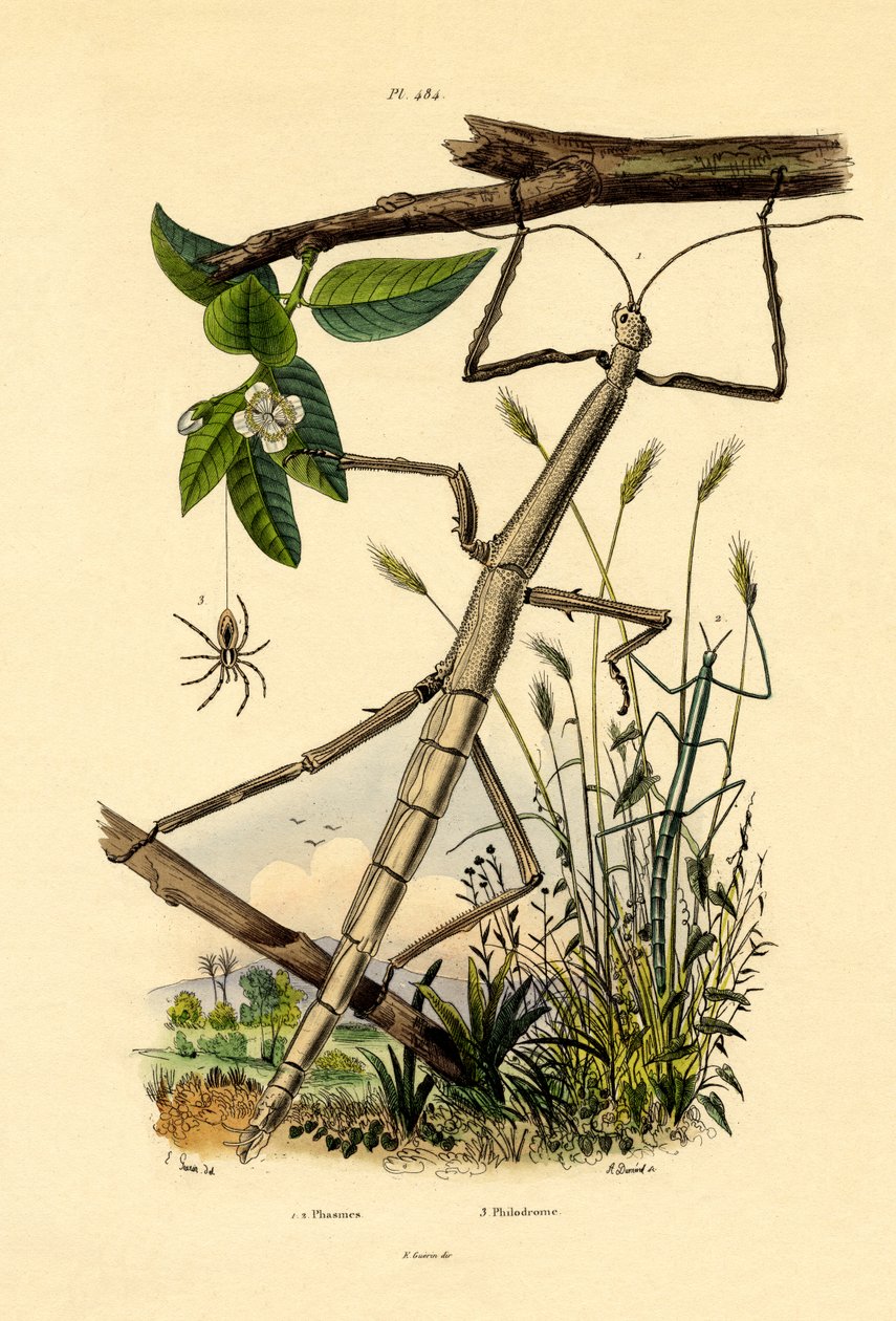 Araña cangrejo corredora, 1833-39 de French School