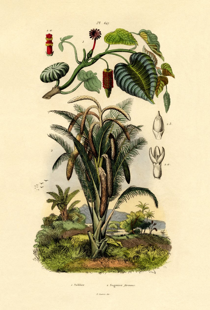 Árbol de sandbox, 1833-39 de French School