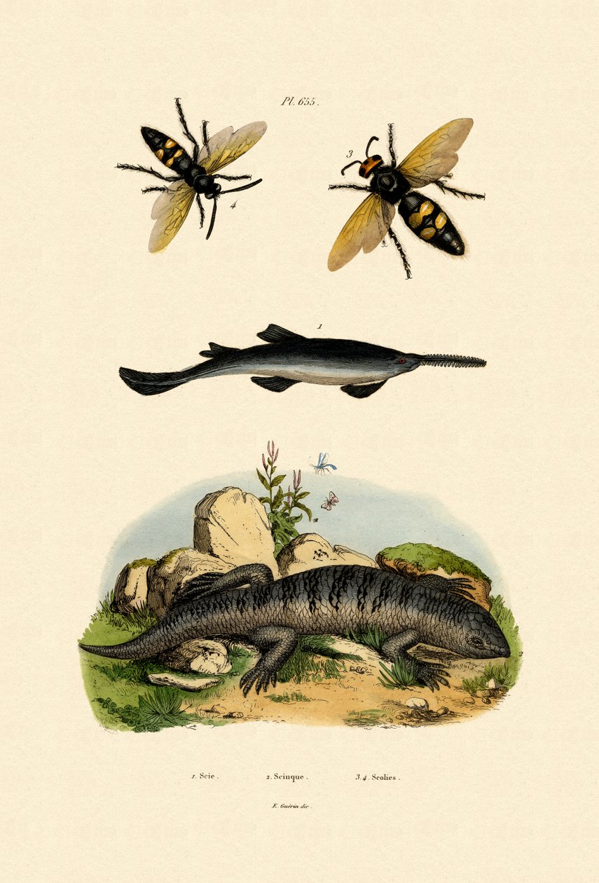 Pez sierra, 1833-39 de French School