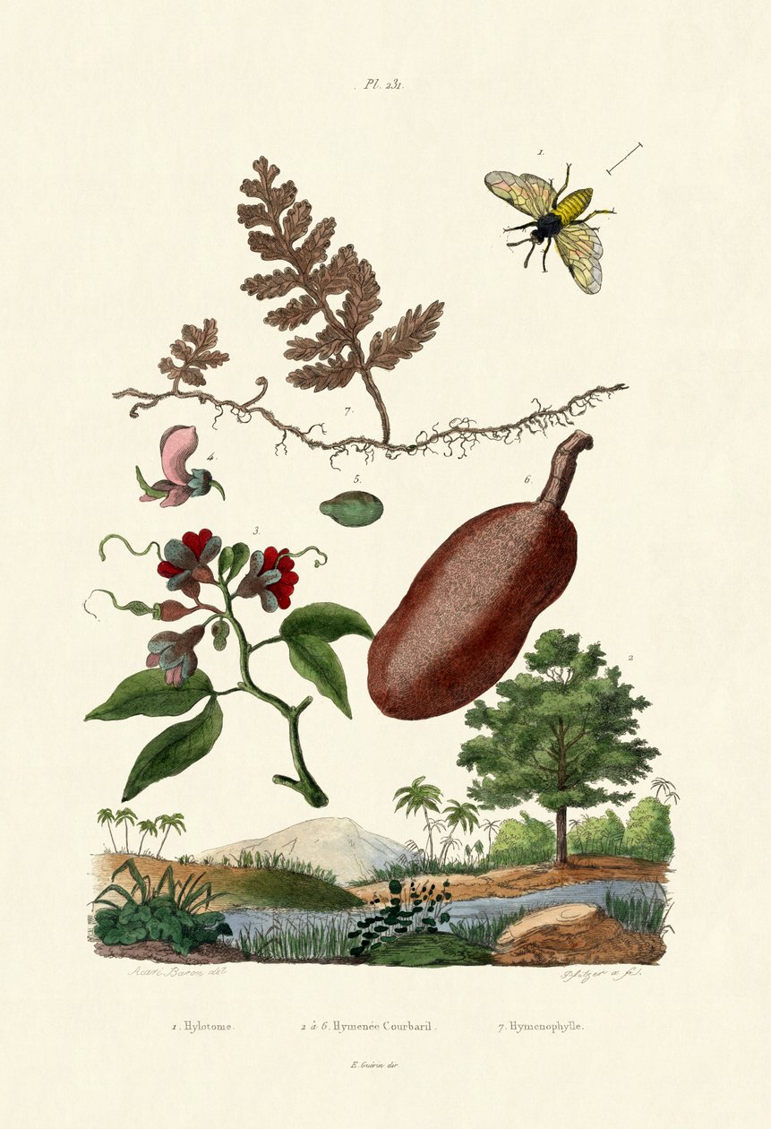 Mosca sierra, 1833-39 de French School