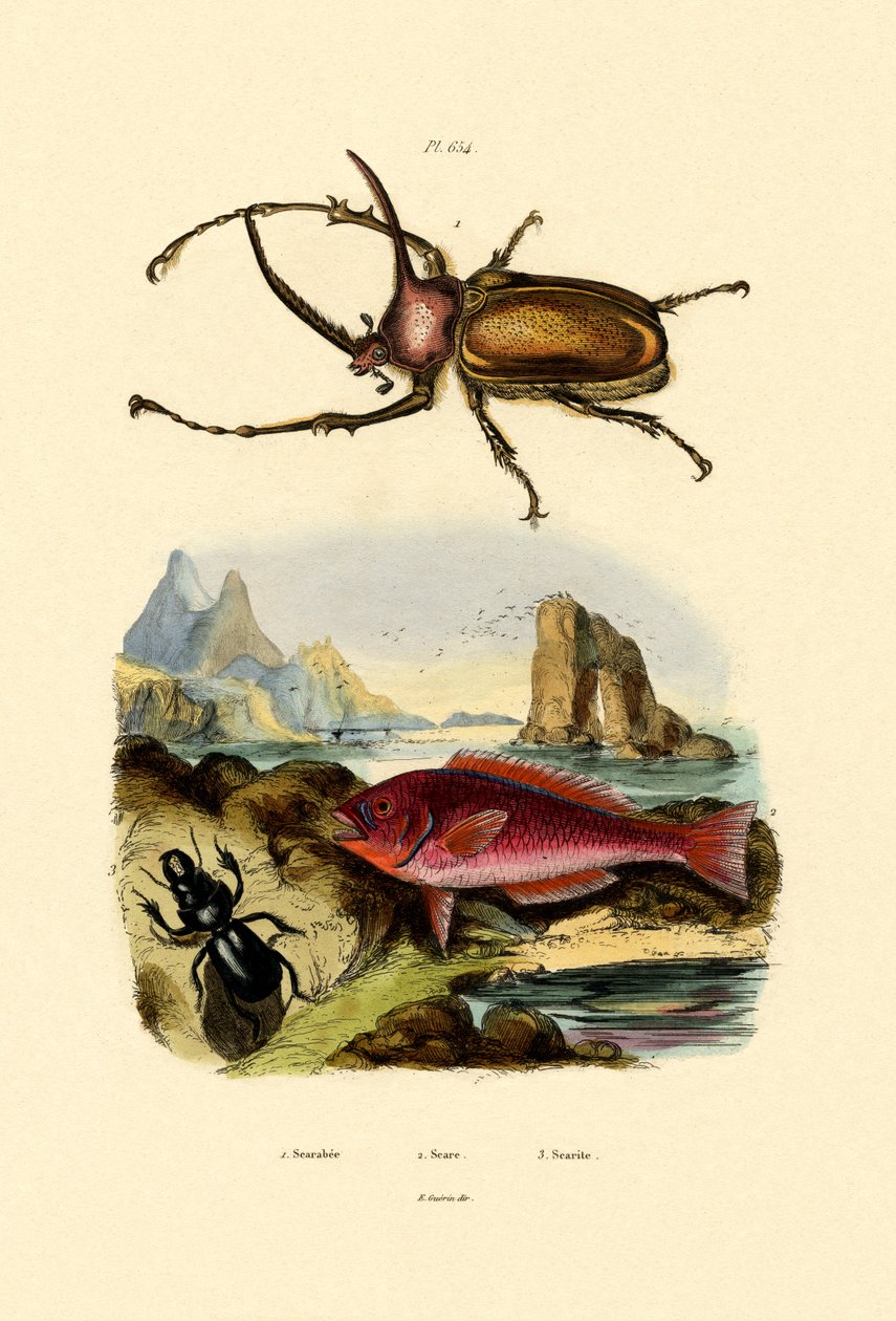 Escarabajo sagrado, 1833-39 de French School