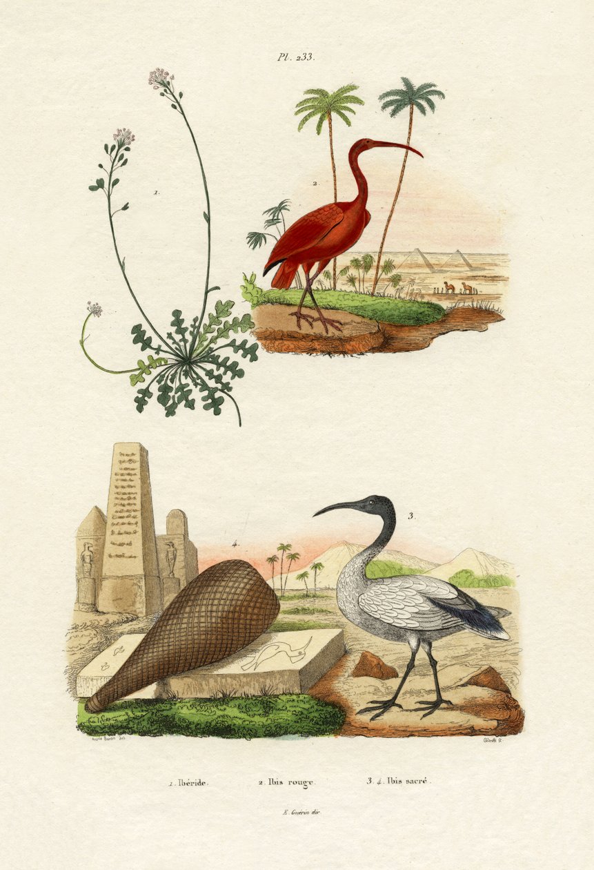 Ibis escarlata, 1833-39 de French School