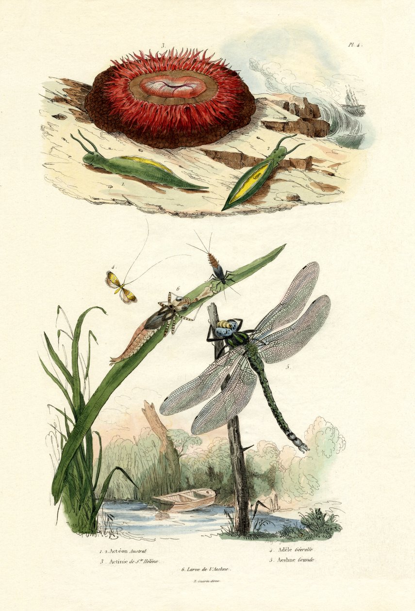 Babosa de Mar, 1833-39 de French School