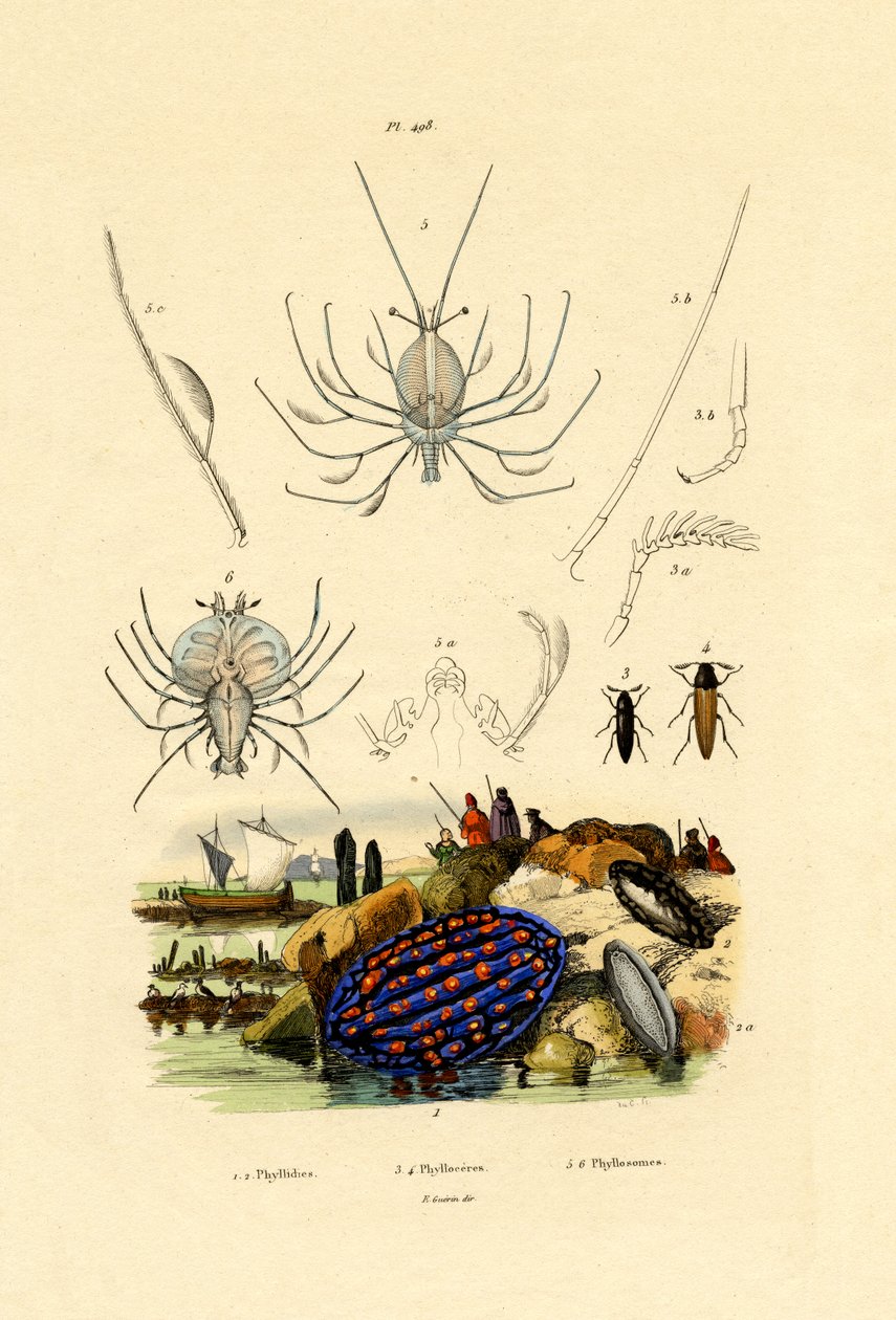 Babosa de mar, 1833-39 de French School
