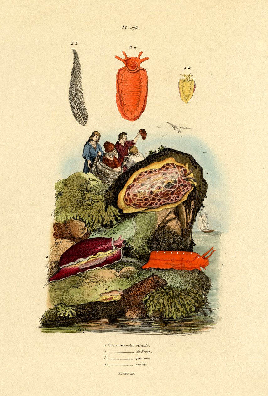 Babosas marinas, 1833-39 de French School