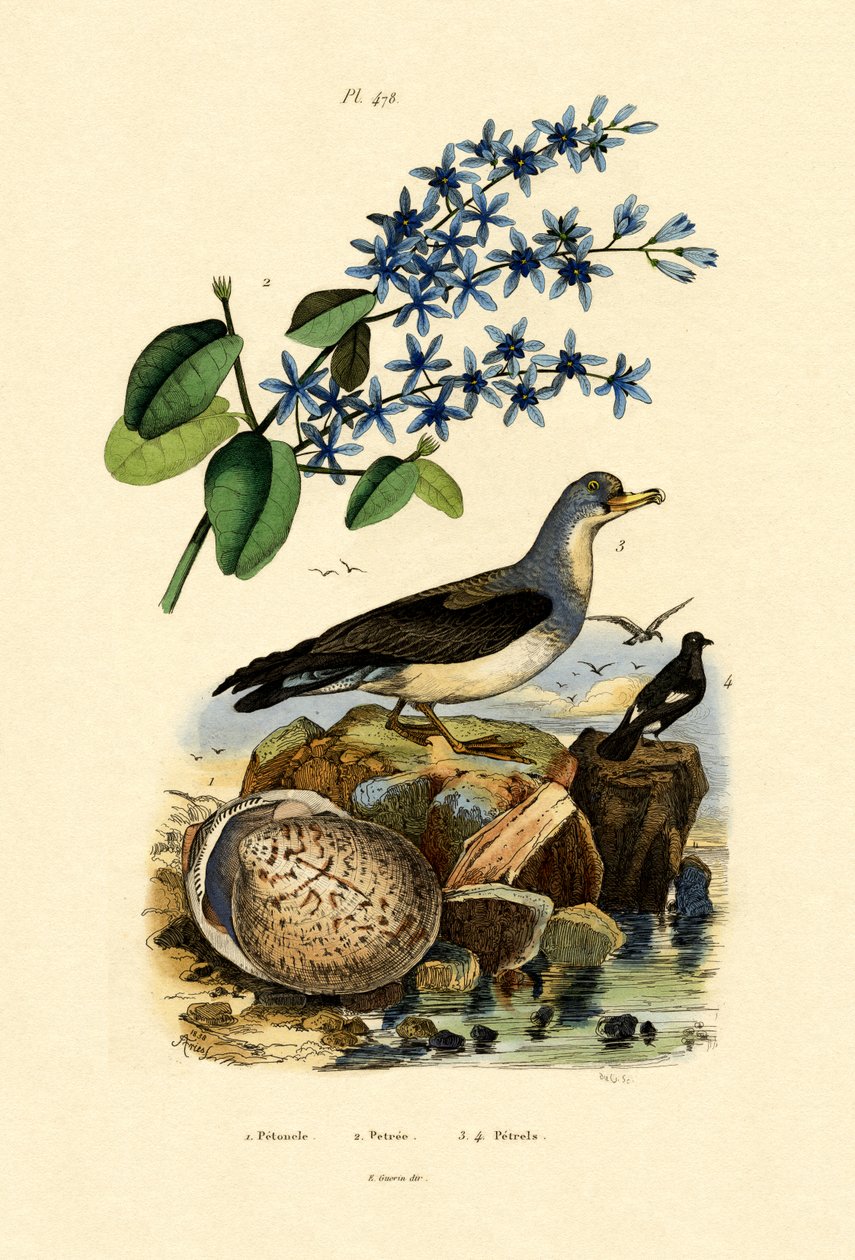 Concha, 1833-39 de French School