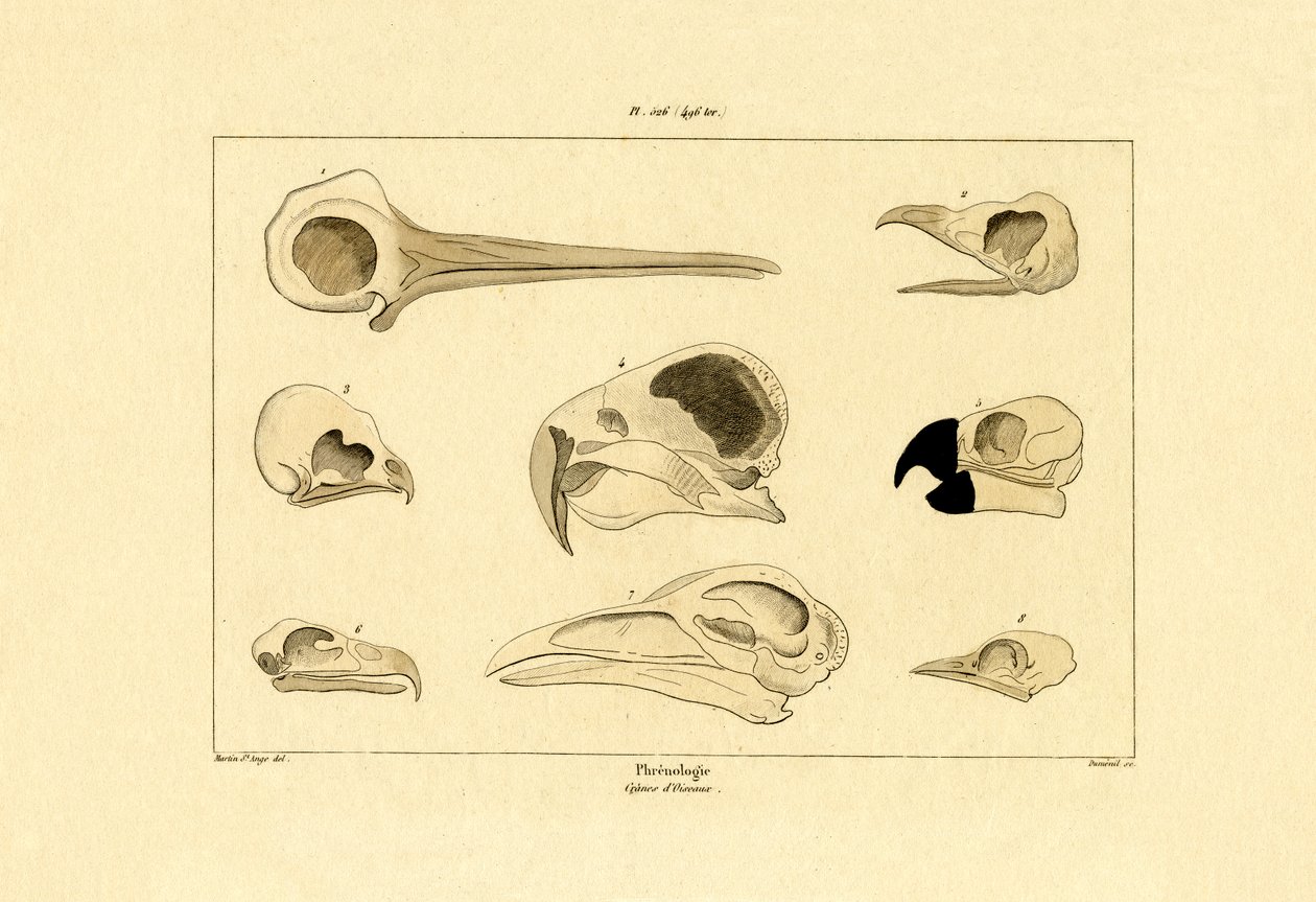 Cráneos, 1833-39 de French School