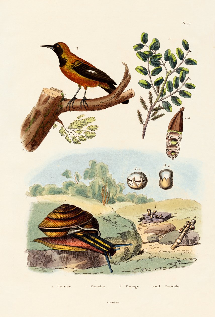 Caracol de French School