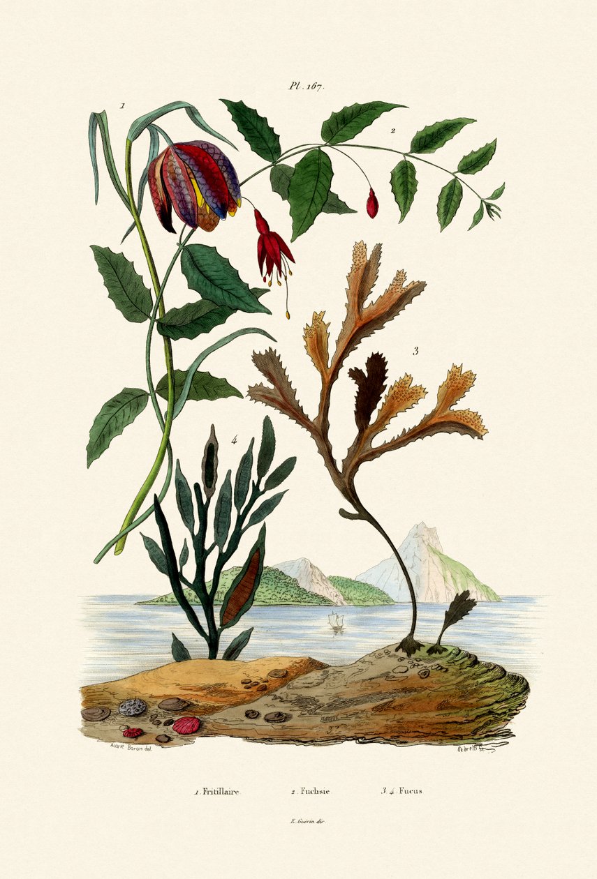 Fritilaria de Cabeza de Serpiente de French School