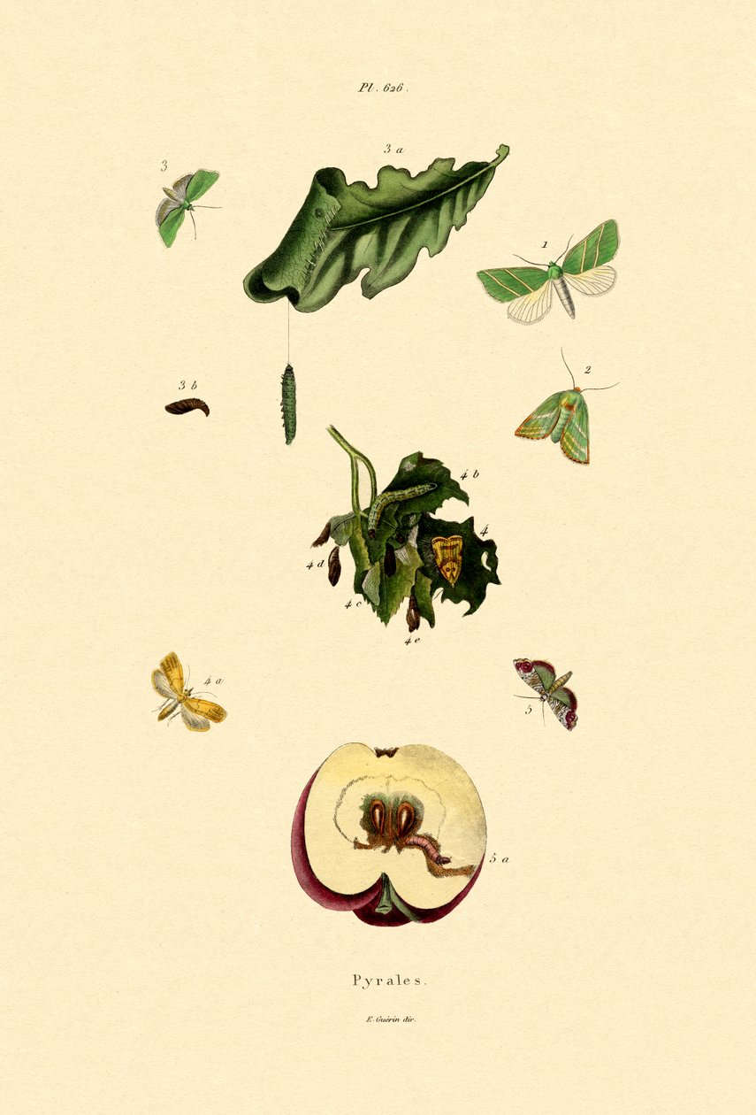 Polillas de hocico, 1833-39 de French School