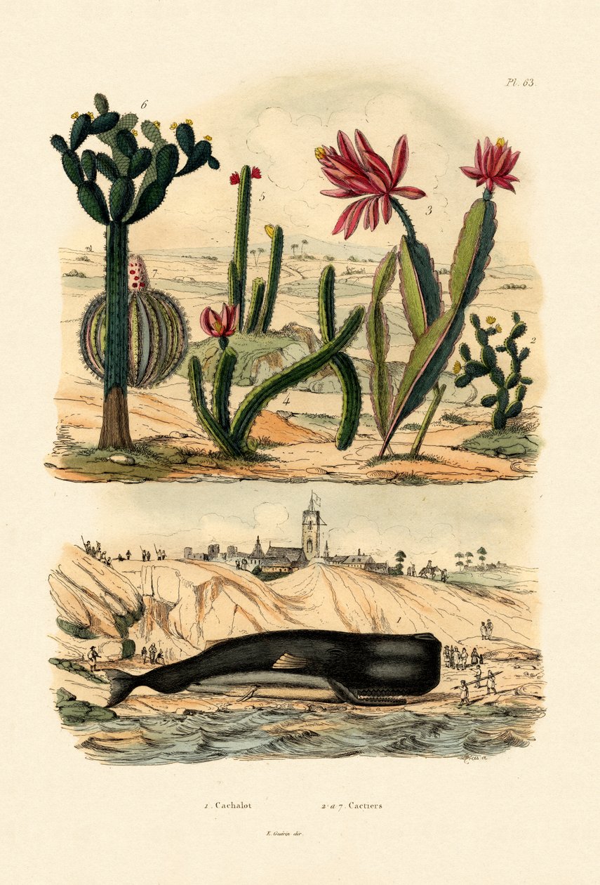 Cachalote, 1833-39 de French School
