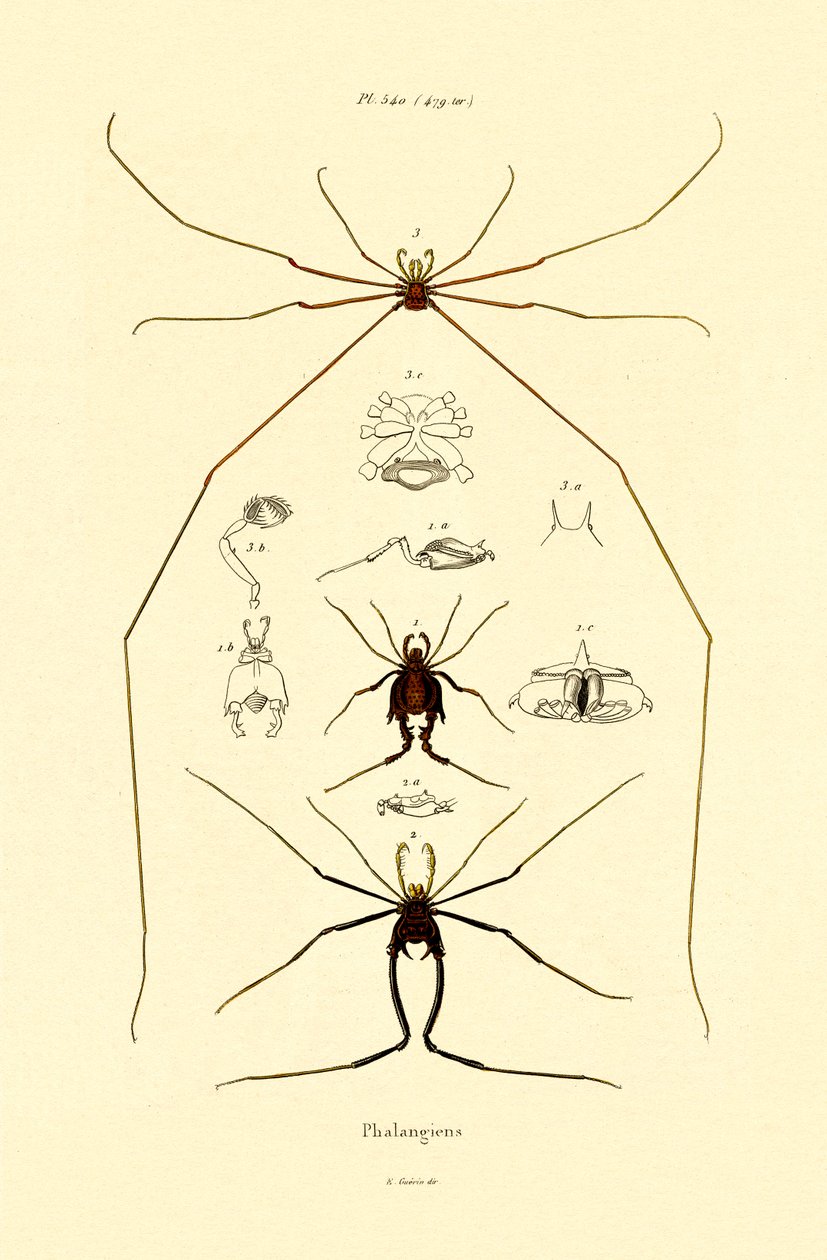 Arañas, 1833-39 de French School