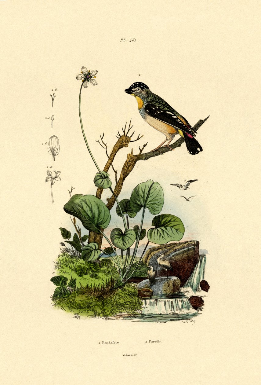 Pardalote Manchado de French School