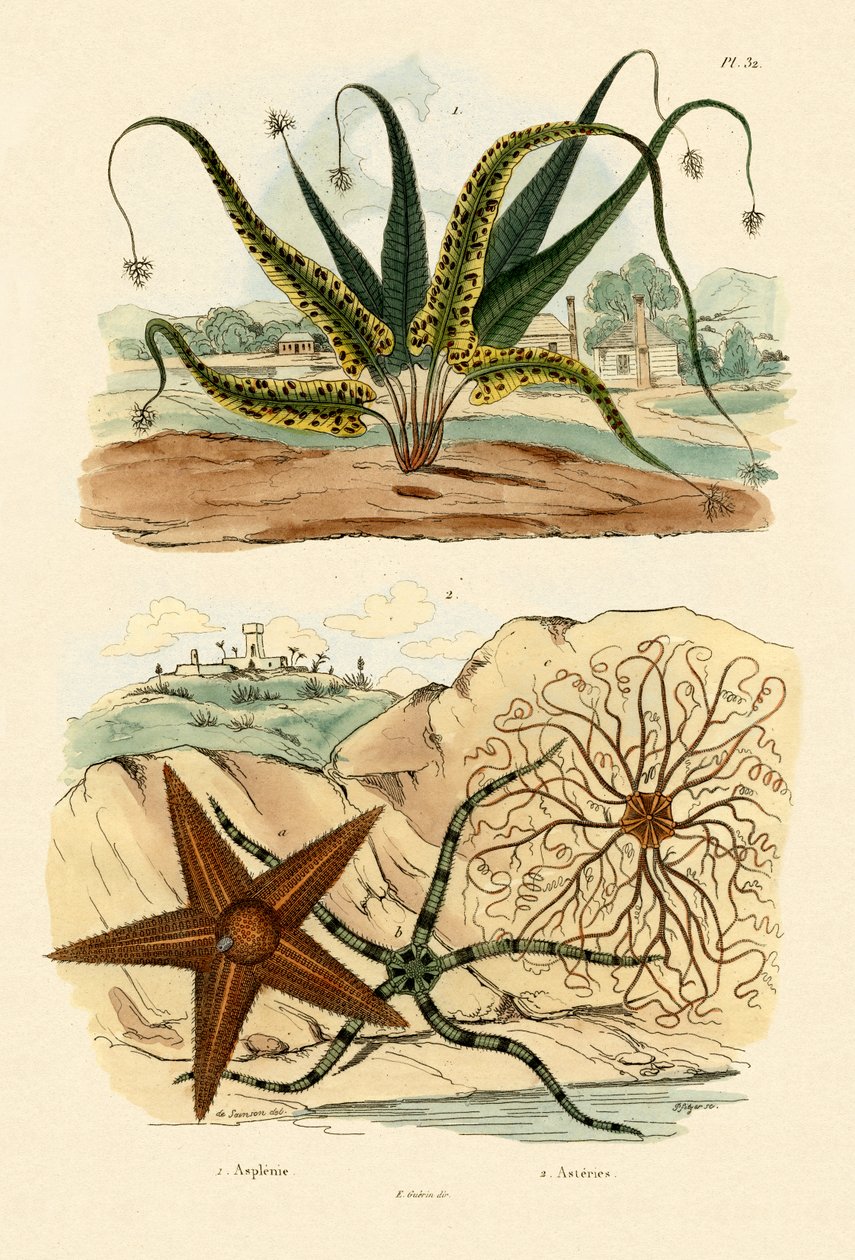Helecho dulce, 1833-39 de French School