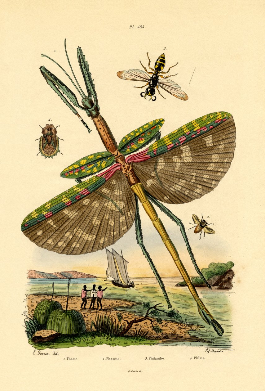 Mosca taquínida, 1833-39 de French School