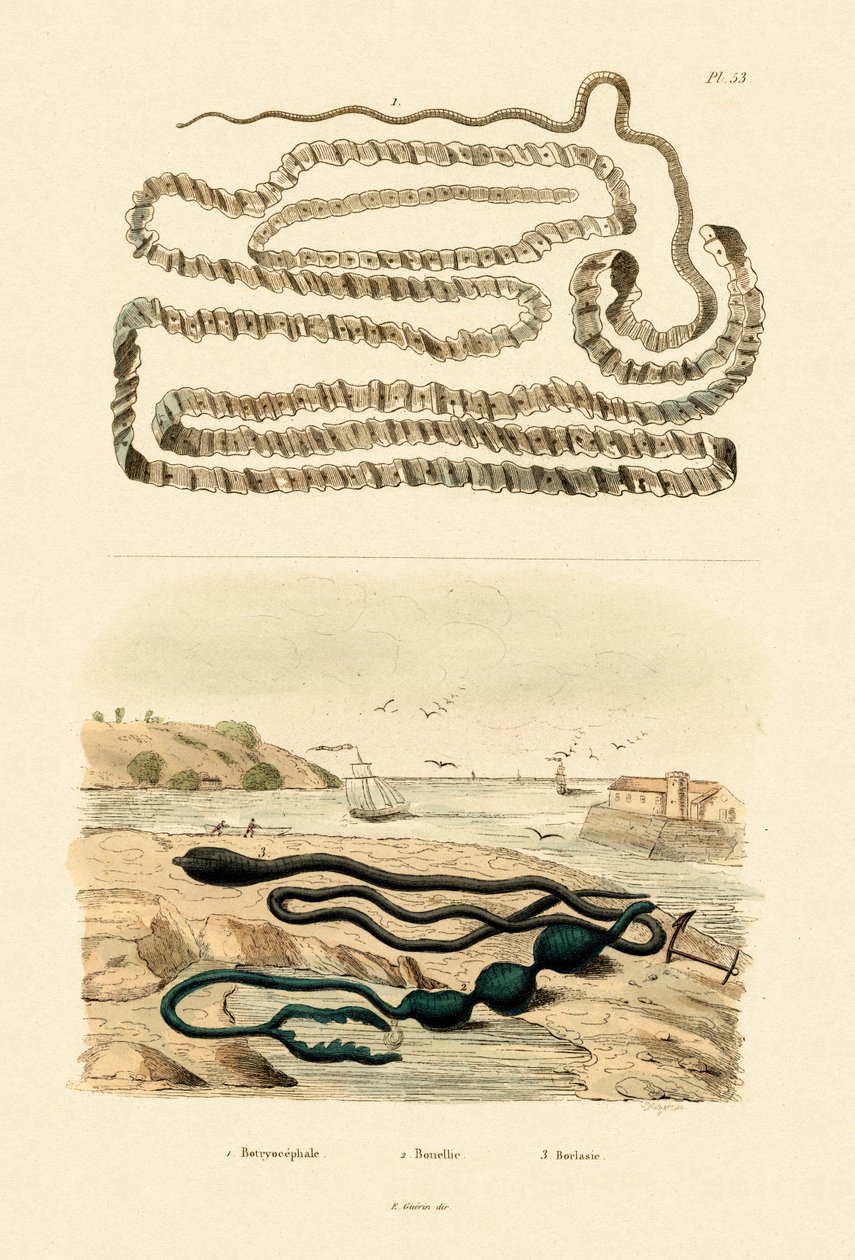 Tenia, 1833-39 de French School