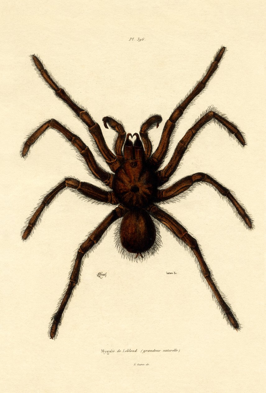 Tarántula, 1833-39 de French School