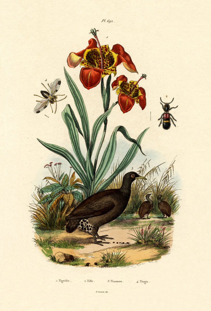 Flor de tigre de French School