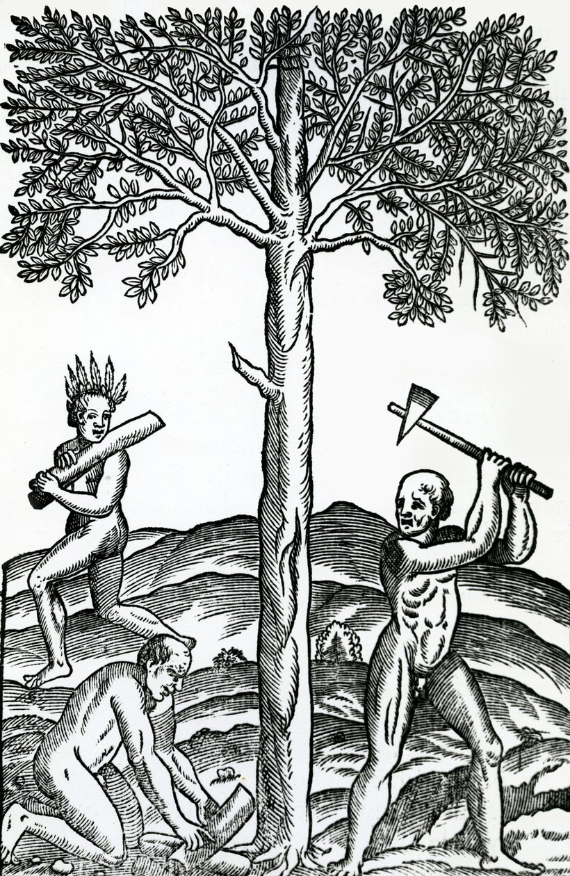 Corte de árboles, ilustración de Singularidades de Francia Antártica, por André de Thevet, 1558 de French School