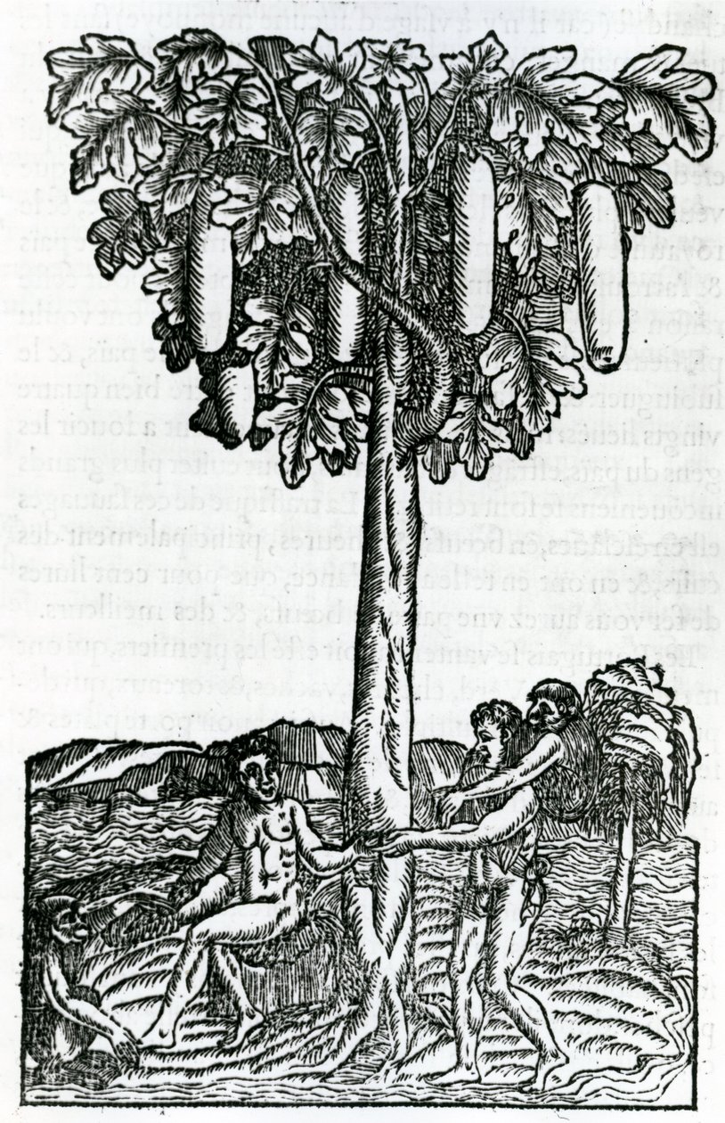 Cosecha de árboles, ilustración de Singularidades de Francia Antártica, por André de Thevet, 1558 de French School