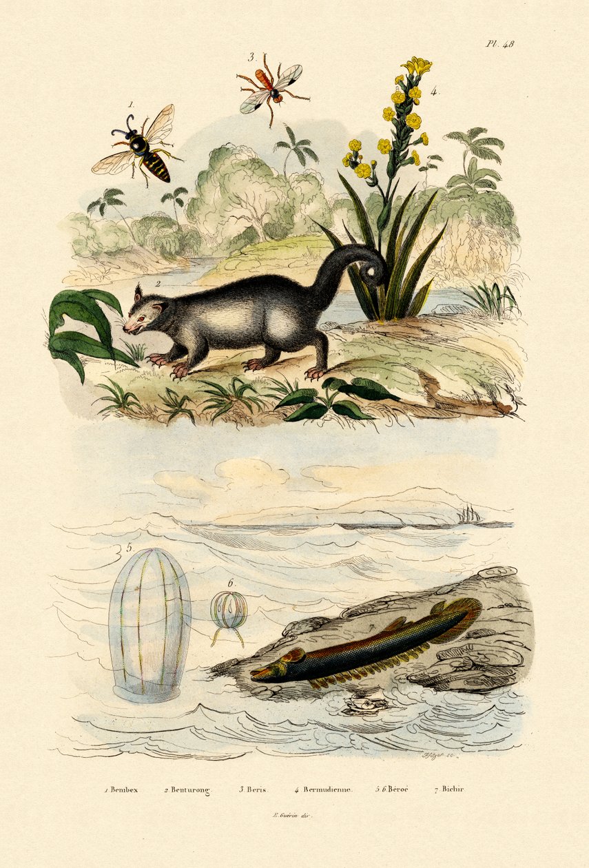 Avispa, 1833-39 de French School