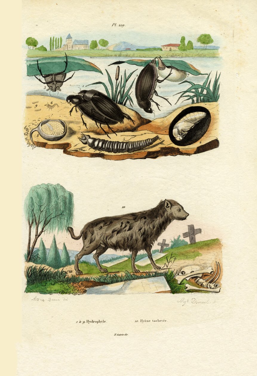 Escarabajos acuáticos, 1833-39 de French School