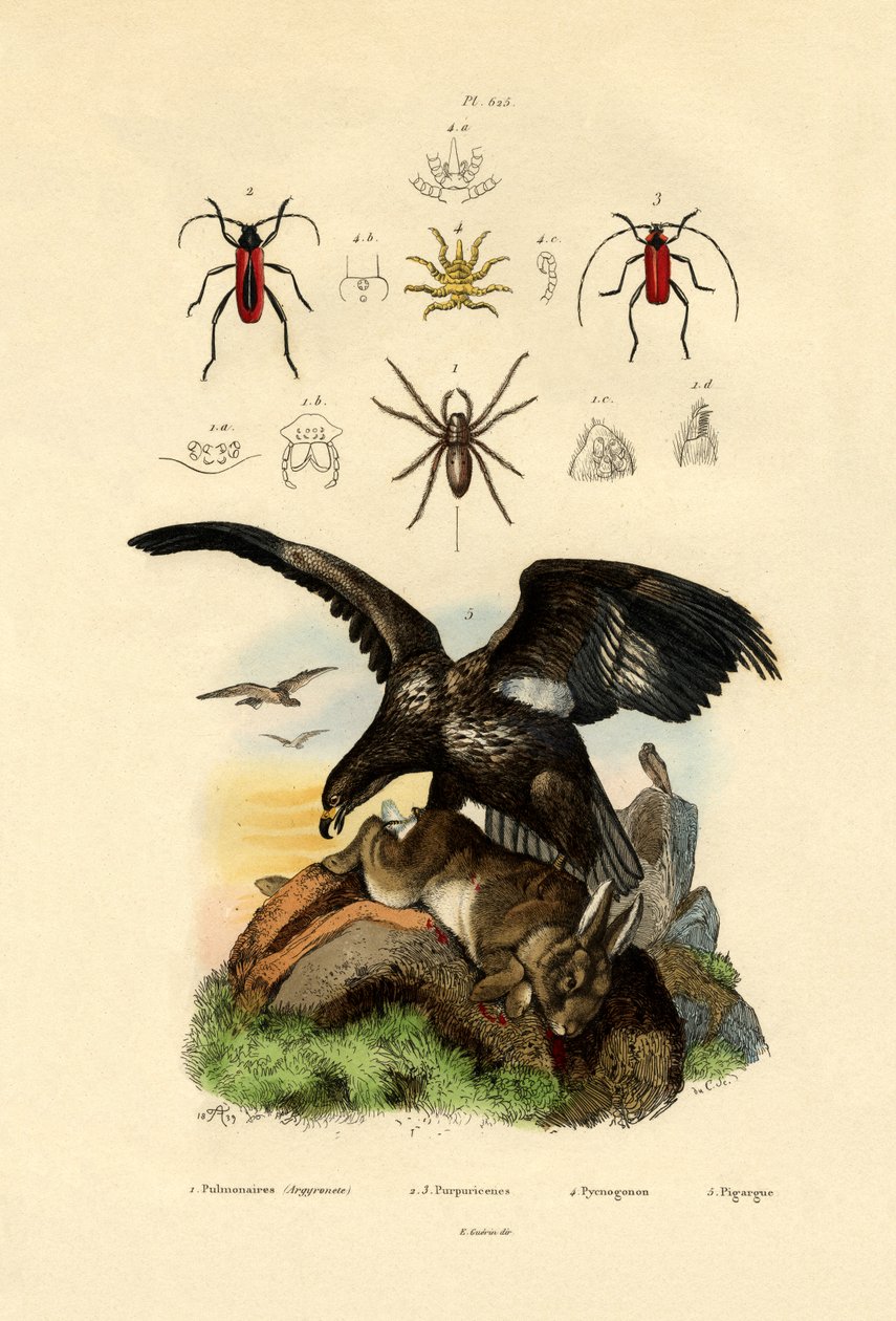 Araña de agua de French School