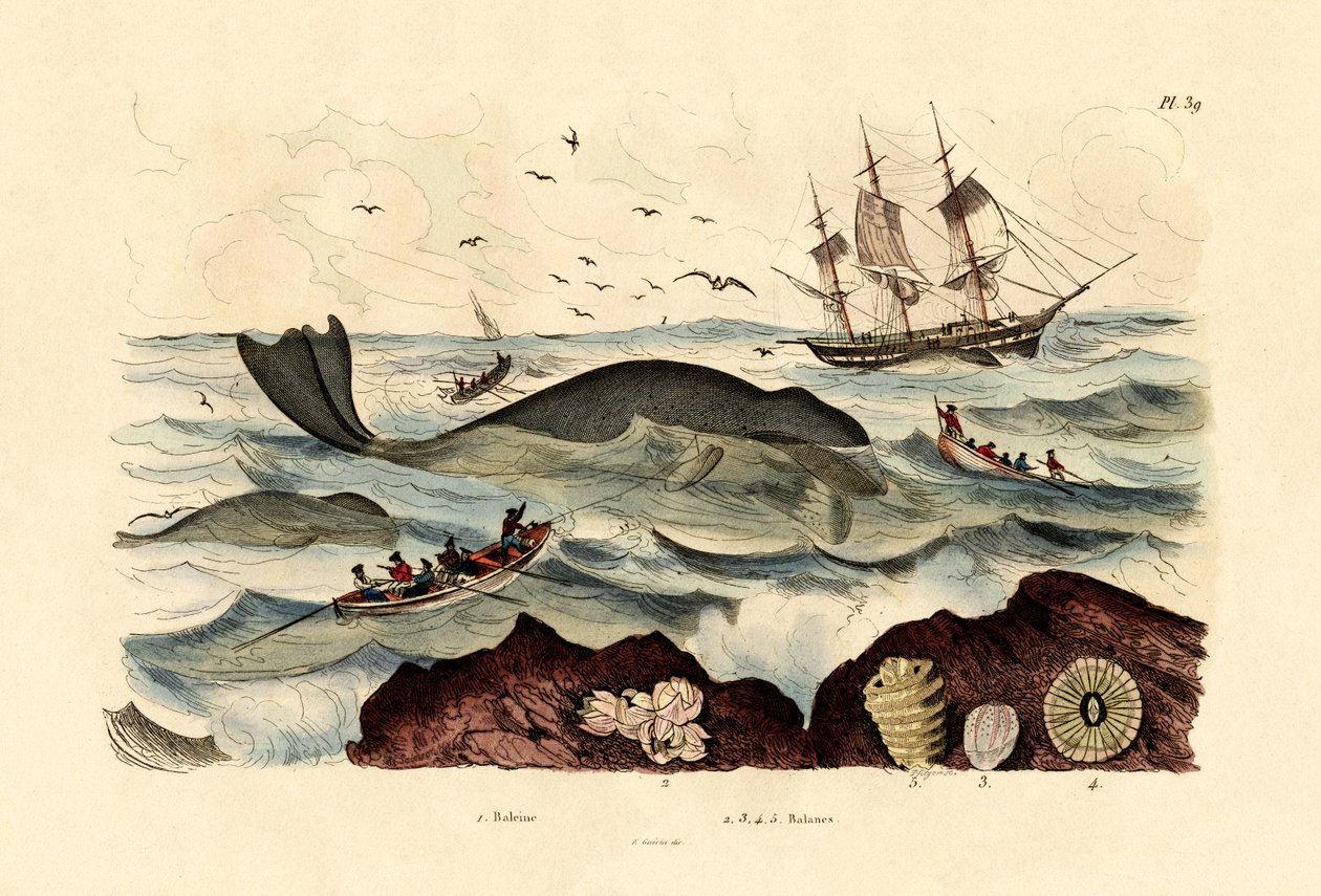 Ballena, 1833-39 de French School