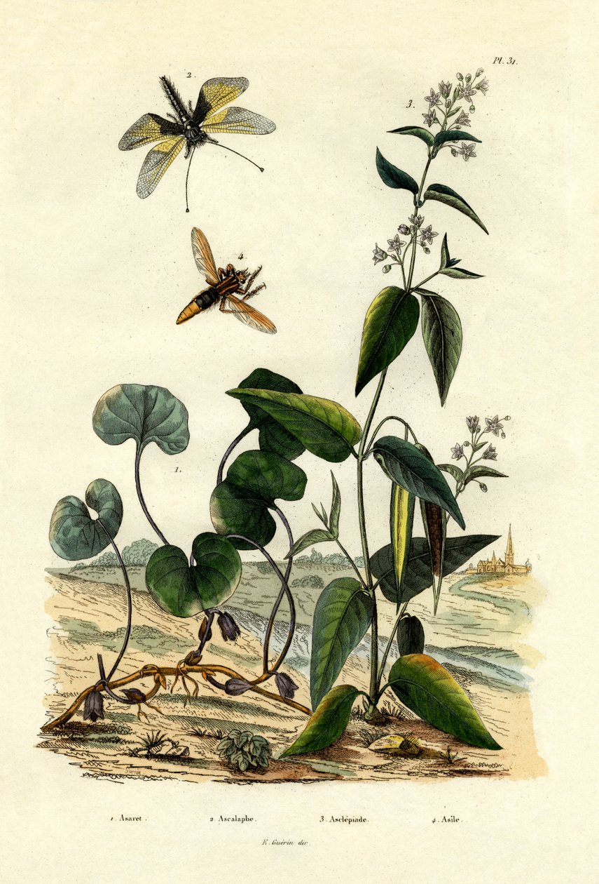 Jengibre silvestre, 1833-39 de French School